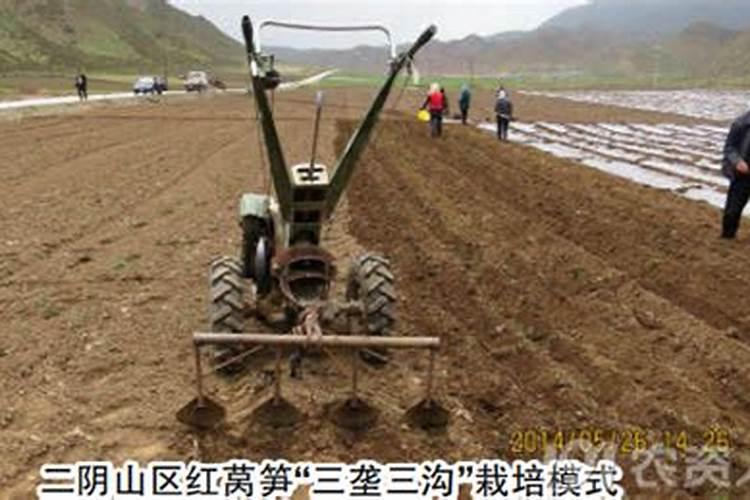 莴笋施什么肥长得粗壮