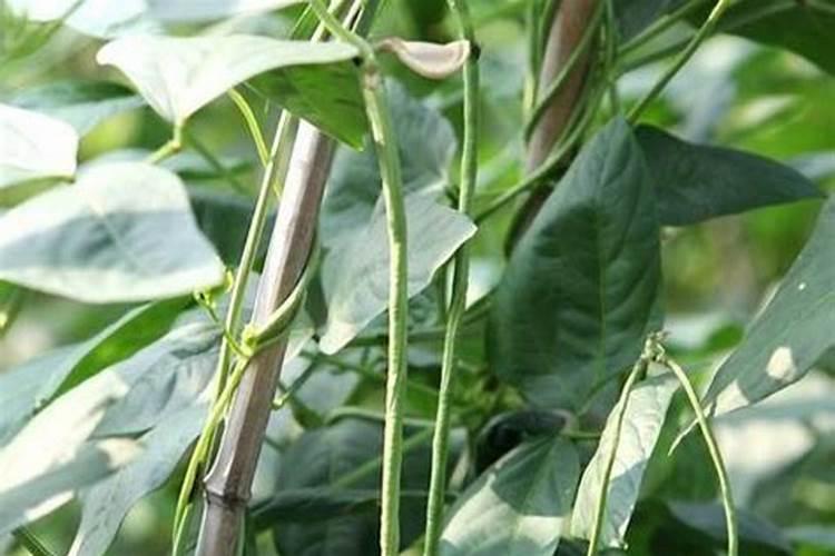 种豆角用什么肥料最好种豆角用磷酸二氢钾肥可以吗