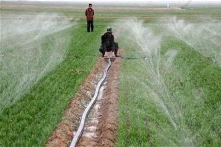 小麦叶面肥喷施时间