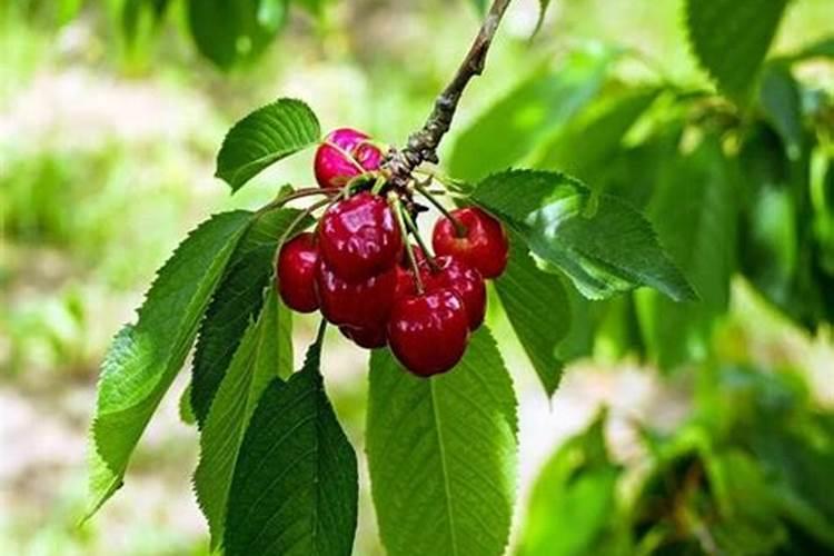 南方樱桃花期能不能喷磷酸二氢钾、糖醇钙和流体硼？