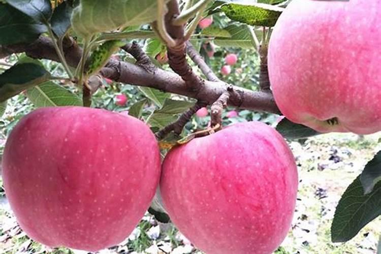 水溶肥和有机肥区别