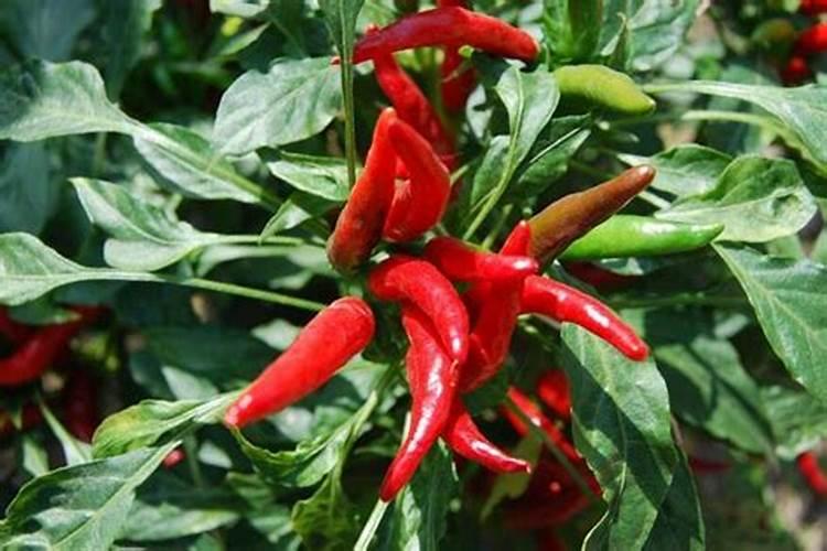 一亩有机蔬菜投资要多少钱？