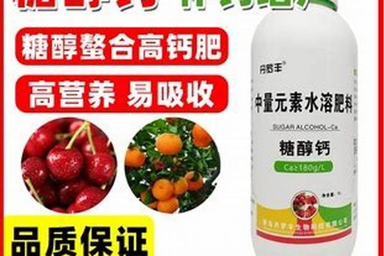 释迦果盆栽几年可以挂果