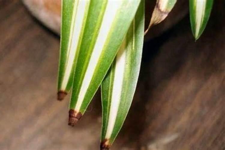 如何提高枣树坐果率 怎么施肥能高产