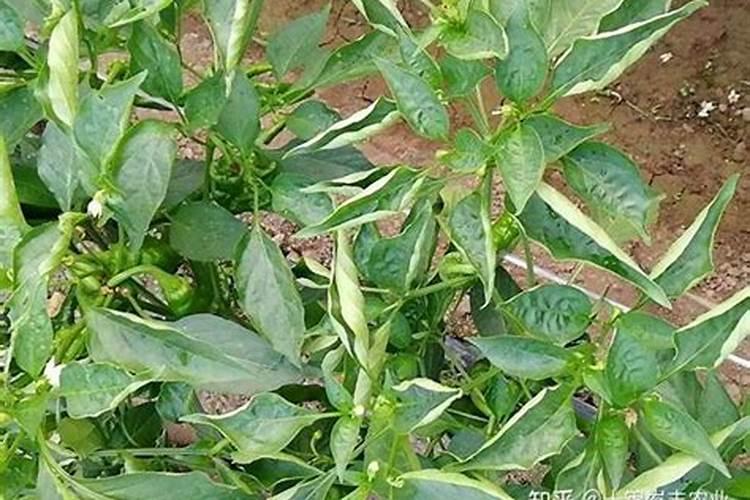 葡萄补钙最佳时间(给葡萄补钙季节什么钙肥最好)