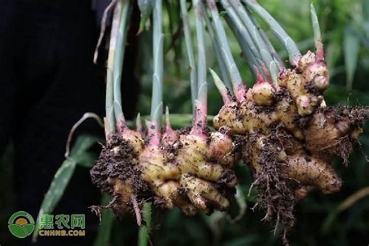 施什么肥让大姜粗壮
