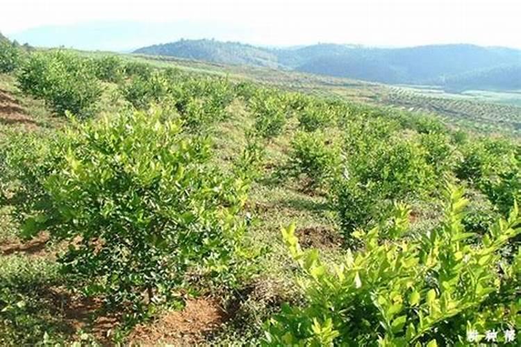 40厘米高花盆要多少土