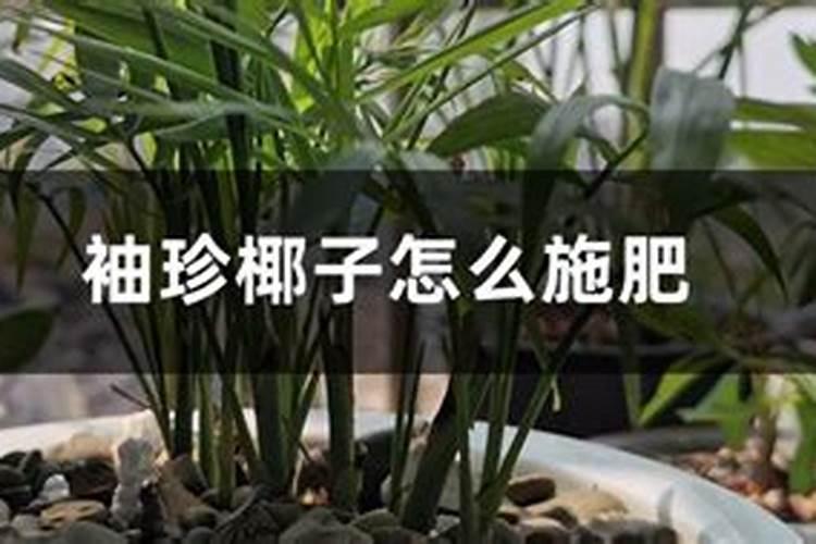 袖珍椰子浇什么肥料合适