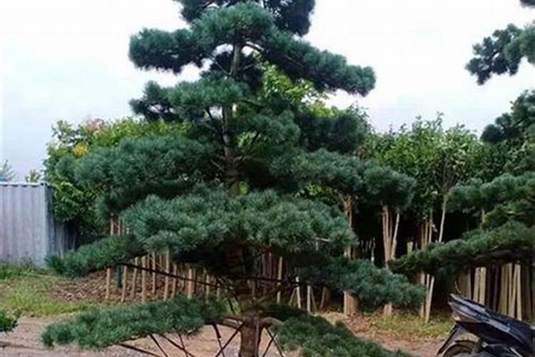 用什么肥料让松树长得快