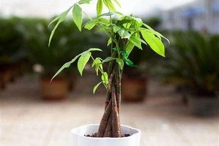 地栽月季怎么施肥 地栽月季的施肥技巧