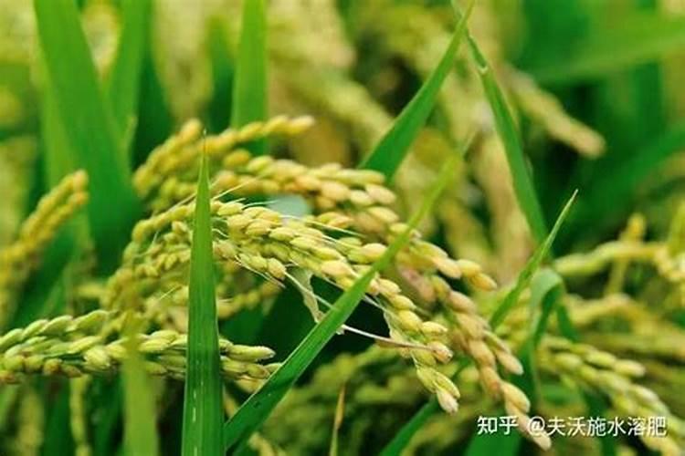 农药混用先后顺序