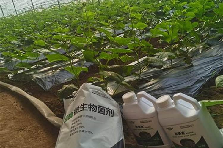 嫁接果树前,嫁接苗需要沾一些什么药剂吗？