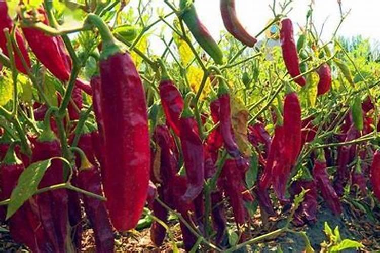 矿源黄腐酸钾是酸性还是碱性的