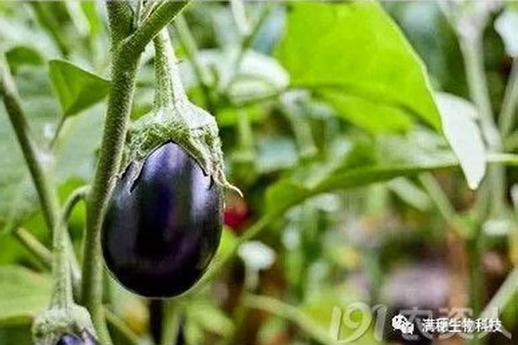 蔬菜施用磷肥过剩的表现是什么？