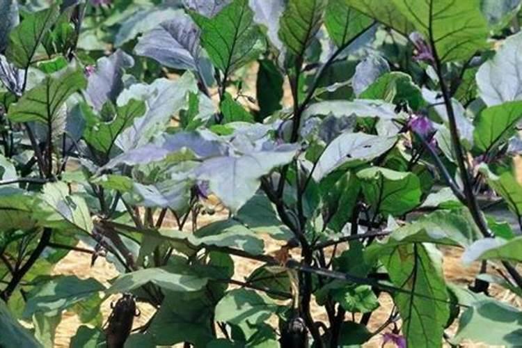 茄子最忌三种肥料