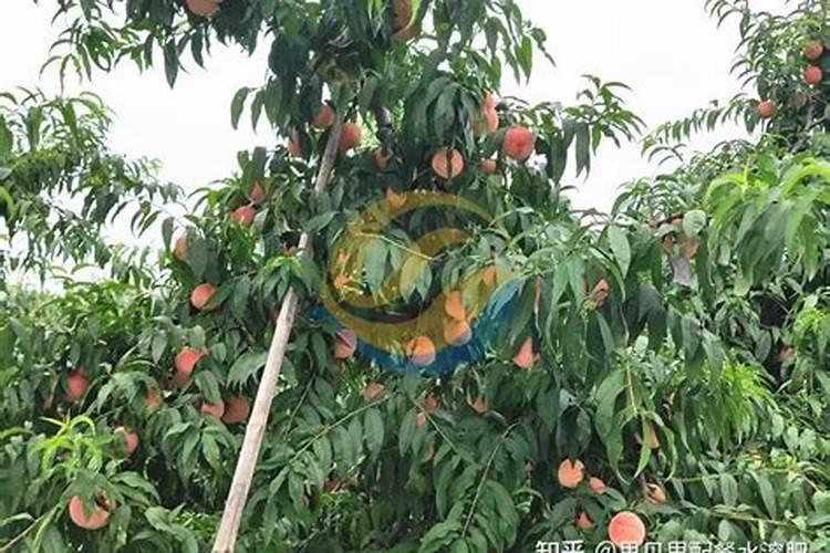 天水市民丰农资公司的总经理是谁？