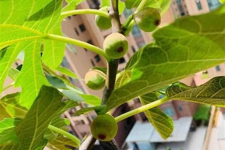 无花果树如何施肥