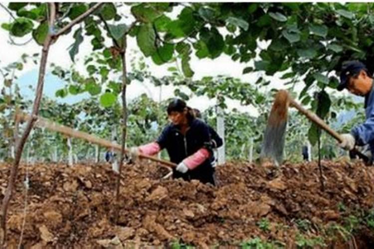 冬季作物抗冻叶面肥配方介绍