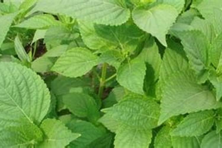 农药香菇多糖最佳配方