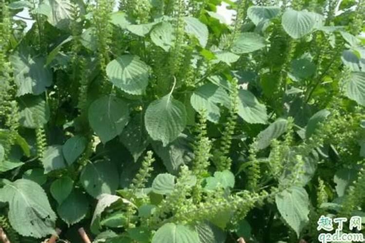 大棚怎么防止苏子早开花