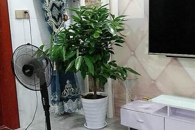 绿萝施什么肥好