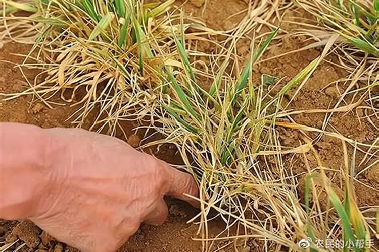 黄瓜喷叶绿素还用授粉吗