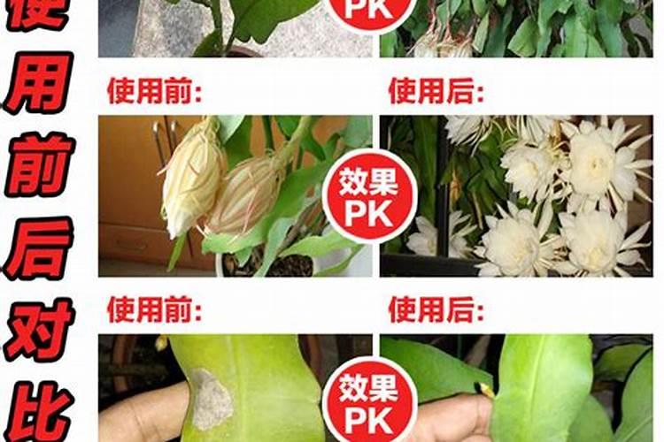 七叶一枝花怎么种植:怎么育苗、施什么肥？