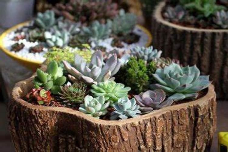 富贵竹施什么化肥