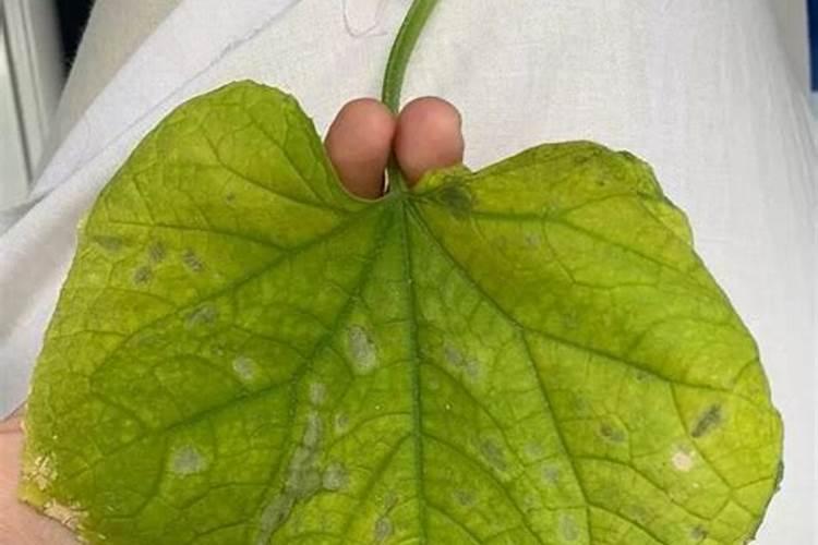 镁肥的效果及使用方法