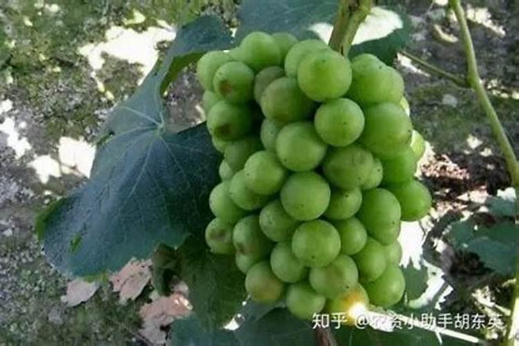 氮肥磷肥钾肥作用口诀,氮磷钾肥对植物的作用顺口溜