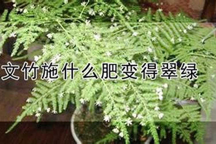 文竹施什么肥变得翠绿