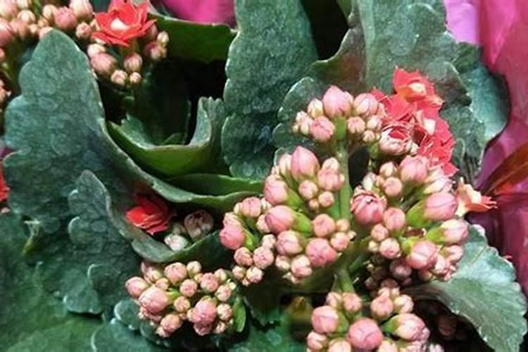 叶面肥什么时候打效果好