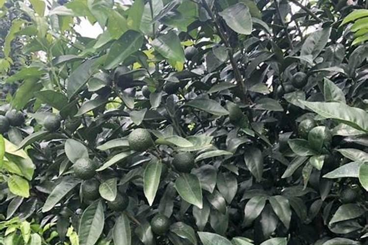 用过的水苔还可以种蝴蝶兰