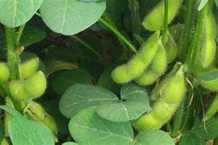 毛豆早衰是怎么引起的毛豆早衰怎么预防