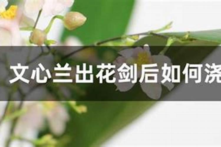 文心兰出花剑后如何浇水施肥