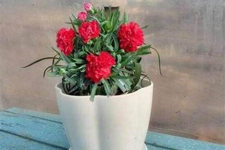 花草秋天几月施肥最好花卉百科