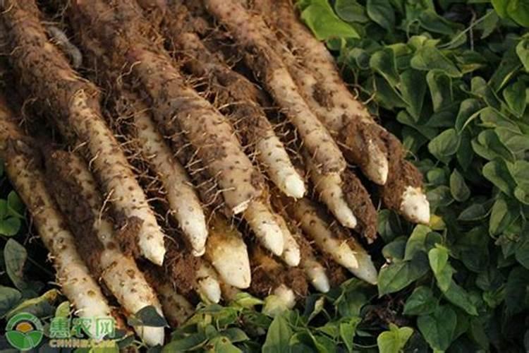 芸苔素使用技巧