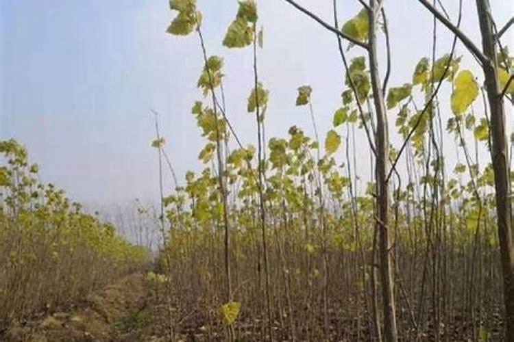 泸州水厂是什么意思？