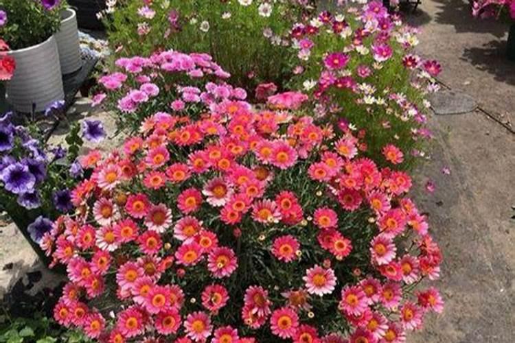 开花植物施什么肥