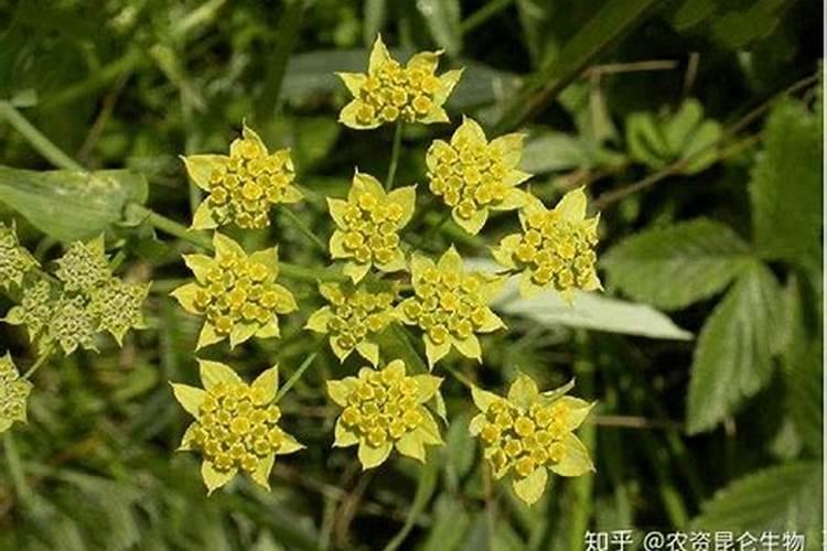 柴胡地追肥用什么肥料