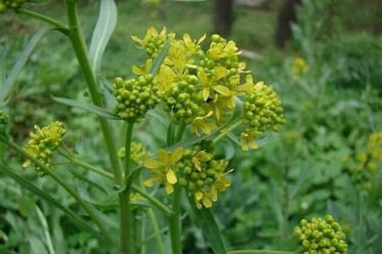 柴胡地追肥用什么肥料