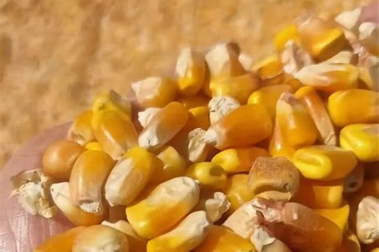 BB肥龙高L2玉米专用肥的四大效果