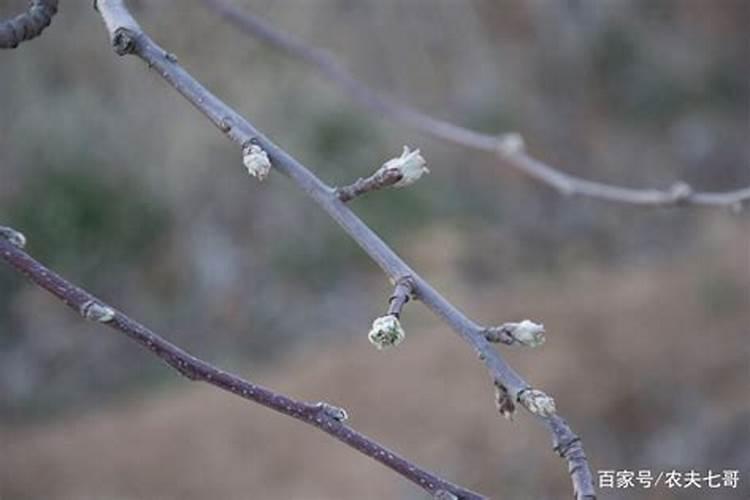 苹果树不开花怎么办
