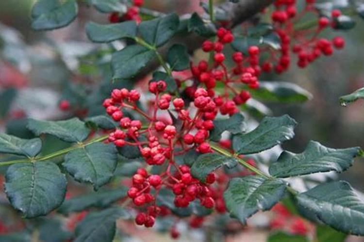 花生开花下针期。施什么肥