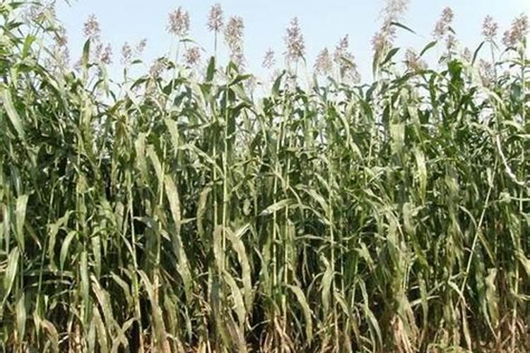 菠萝的施肥方法是什么