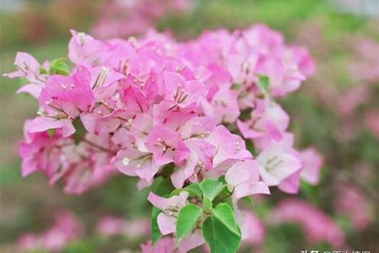 月季开花后还需要施肥吗