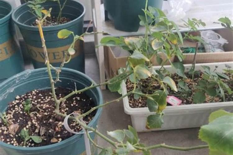 植物的根是腐殖质的主来源吗