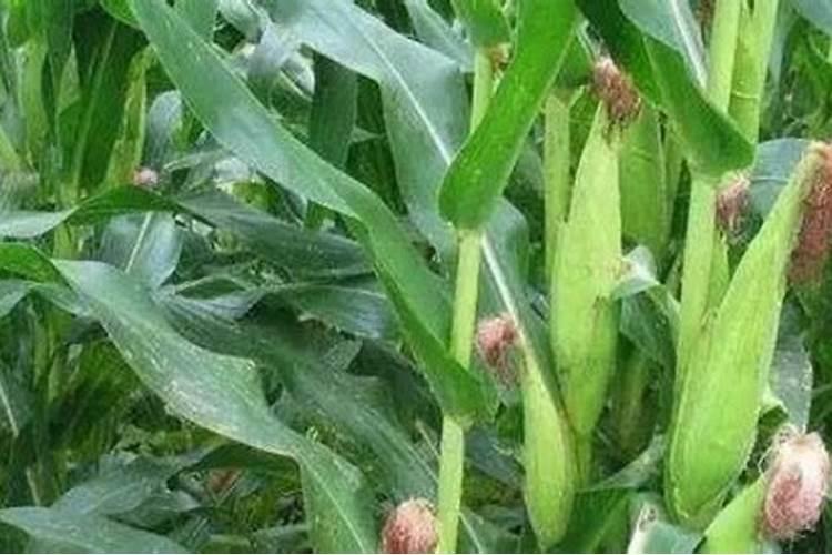 油菜种下去多久追肥最好