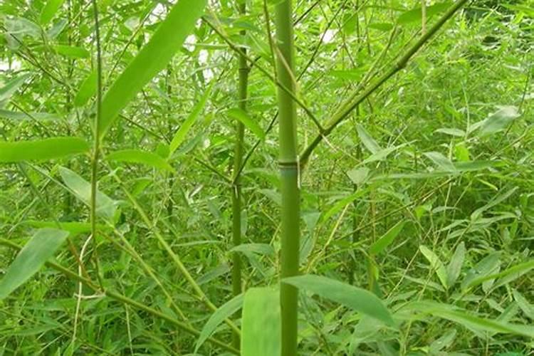 嘉施利(应城)水溶肥有限公司怎么样？