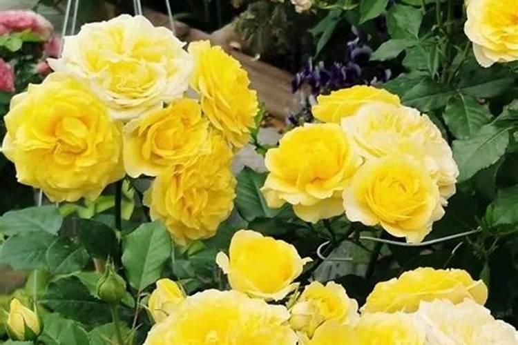 家养花不爱开花上什么花肥,促进蟹爪兰开花的肥料